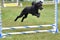 Miniature Poodle at a Dog Agility Trial