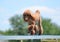 Miniature Poodle at a Dog Agility Trial