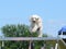 Miniature Poodle at a Dog Agility Trial