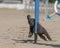 Miniature poodle doing slalom in agility competition