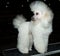 Miniature Poodle looks back.