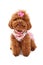 Miniature Poodle in Pink Outfit