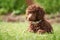 Miniature Poodle Puppy