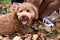 Miniature Poodle Puppy in Fall Leaves with Sneakers