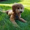 Miniature Poodle Puppy in Grass