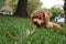 Miniature Poodle Puppy in Grass Chewing on Stick