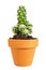 Miniature potted cactus Mammillaria elongata or gold lace cactus isolated on white background