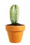 Miniature potted cactus Pilosocereus pachycladus isolated on white background