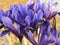 Miniature purple irises, Iris histrioides Palm Springs
