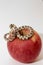 Miniature of a rattlesnake with a red apple