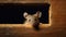 Miniature Realm: A Mouse\\\'s Eye View