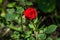 Miniature red Chinese rose against background of blurred garden greenery. Lyric motif for design