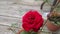 Miniature Red Rose Bush