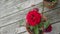 Miniature Red Rose Bush