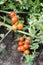 Miniature ripe tomatoes on the branches of a bush