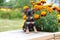 Miniature Russian toy terrier puppy with the flowers