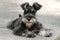 Miniature Schnauzer