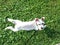Miniature schnauzer canine animal on the ground covered in lush grass