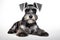 Miniature Schnauzer Dog Sitting On A White Background