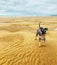 Miniature Schnauzer dog standing on beach