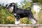 Miniature schnauzer dog standing on a brick wall