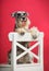 Miniature schnauzer dog stands on chair with his front paws resting on his back