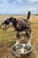 Miniature Schnauzer dog with water bowl on hot day near beach