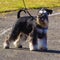 Miniature Schnauzer dogs. Portrait of a young miniature schnauzer