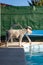 Miniature Schnauzer at the edge of a pool ready to jump into the water