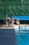 Miniature Schnauzer at the edge of a pool ready to jump into the water