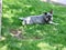 A Miniature Schnauzer laying down on green grass