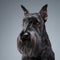 Miniature Schnauzer portrait in dark studio background