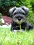 Miniature Schnauzer Pup