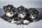 Miniature schnauzer puppies lay on