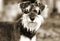 Miniature Schnauzer puppy dog sepia portrait