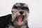 Miniature schnauzer puppy dog on white background. The dog yawns, a dog with an open mouth.