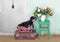 Miniature Schnauzer puppy sitting on suitcases and smelling the