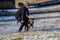 Miniature schnauzer standing running in a snow