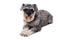 Miniature Schnauzer Terrier Lying Down