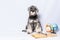 Miniature schnauzer white and gray color sitting next to a notebook and pen, clock, globe on a light background