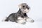 Miniature schnauzer white-gray lies on a light background, copy space. Little puppy training. Teaching dogs commands