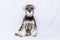 Miniature schnauzer white and gray sits and looks at you on a light background, copy space. Bearded miniature schnauzer
