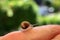 A miniature snail crawls on a human finger.