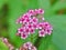 Miniature spiraea