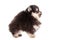 Miniature Spitz puppy on white