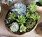 Miniature succulent plants