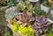 Miniature succulent plants