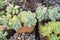 Miniature succulent plants succulent cactus