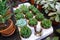Miniature succulents plants. View from above