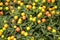 Miniature tangerines grow on the branches of a green Bush